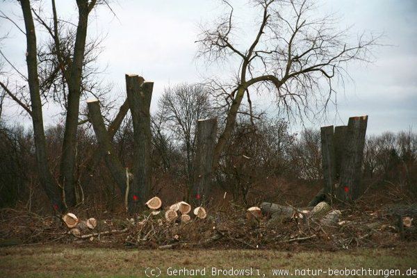 Bäume fallen am NSG Rhee in Hamburg Wilhelmsburg