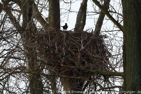 Raben und Krähen zerstören das Gelege vom Seeadler