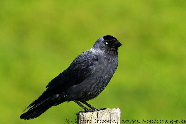 Dohle-Vogel des Jahres 2012