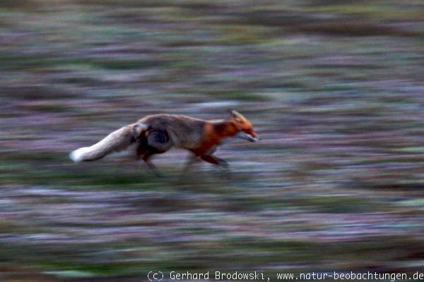 Fuchs auf Beutezug in Norwegen auf Varanger
