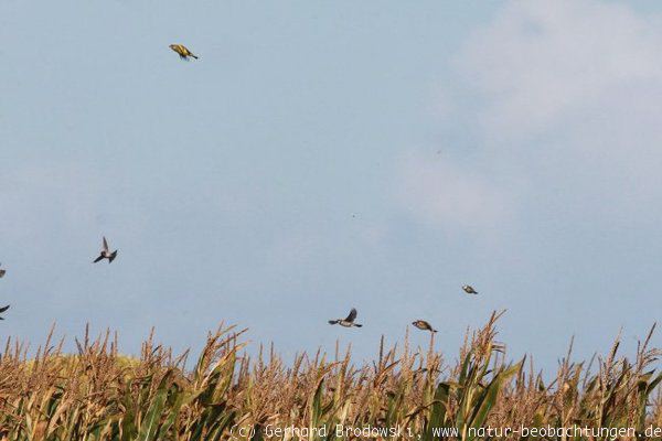 Singvögel verlassen das Maisfeld