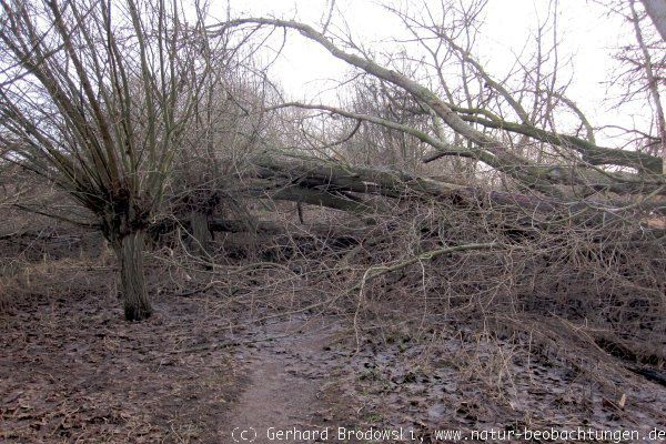 Umgestürzte Bäume im NSG Heuckenlock