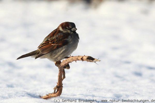 Spatz / Haussperling im Winter