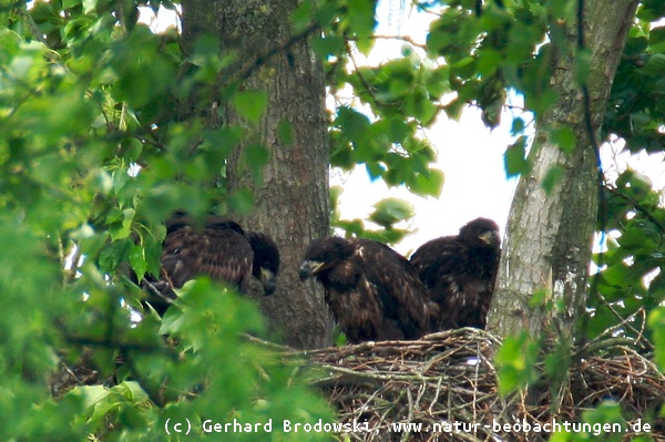 Drei junge Seeadler im Horst (Nest)