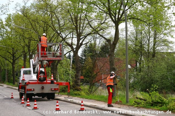 Mai 2013 Baumpflegemaßnahmen in Hamburg Kirchdorf