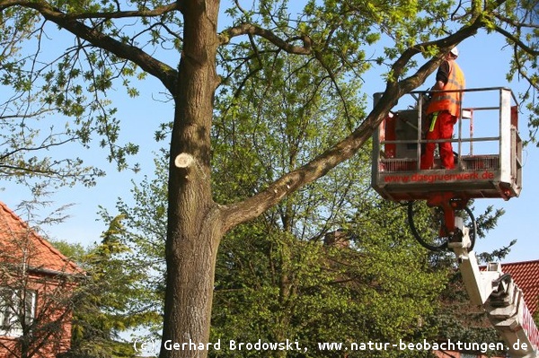 Mai 2013 Baumpflegemaßnahmen in Hamburg Kirchdorf