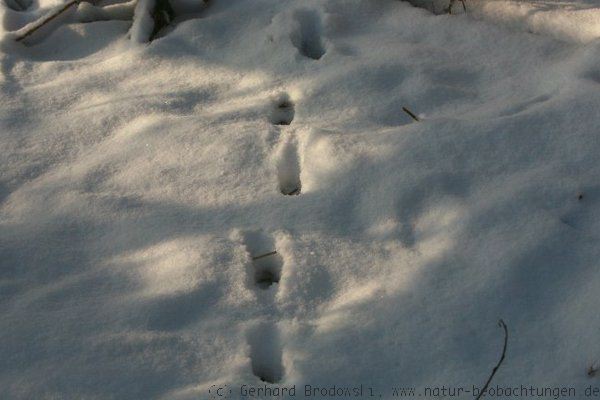 Fuchsspur im Winter im Schnee