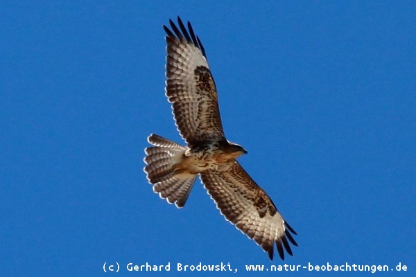 Flugbild vom Adlerbussard