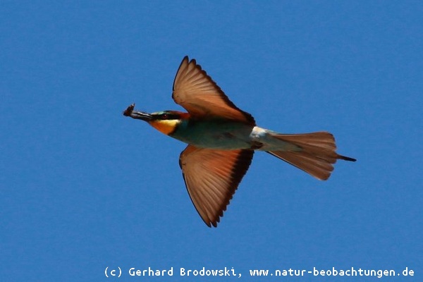 Flugbild vom Bienenfresser