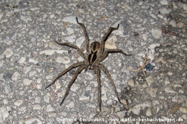 Spinne auf Wanderschaft