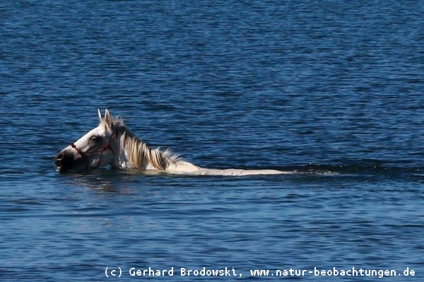 Hitzewelle Sommer 2013: Pferd geht schwimmen 