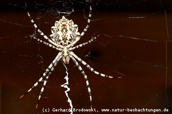 Spinne lauert auf ihre Beute