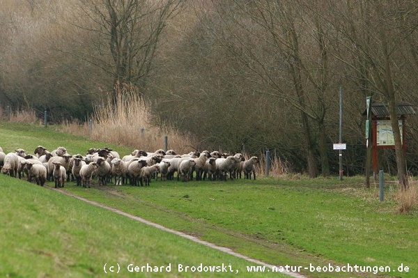 Schafe schauen sich die Verbotsschilder am NSG Heuckenlock an