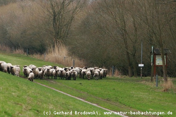 Schafe ziehen am NSG Heuckenlock vorbei