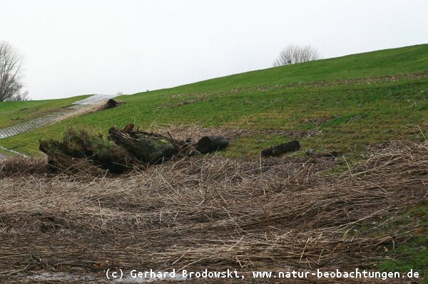 Orkan Xaver drückt bei auflaufendem Wasser zersägte Baumstämme gegen die Hamburger Deiche 