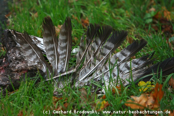 Hat sich der Greifvogel vergiftet oder wurde er vergiftet