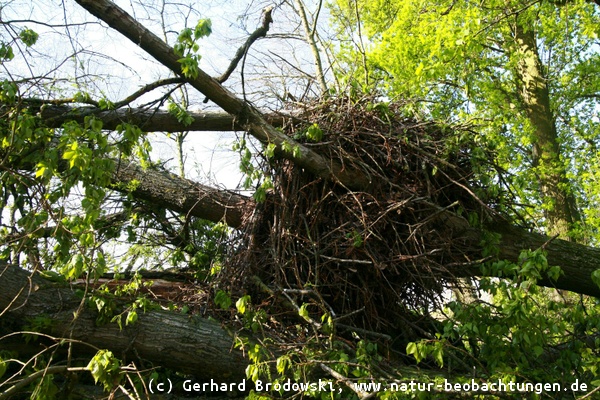 Umgestürzter Baum mit Seeadlerhorst 