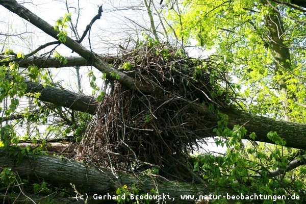 Umgestürzter Baum mit Seeadlerhorst im NSG Heuckenlock