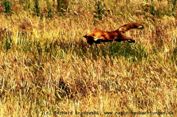 Fuchs beim Weitsprung