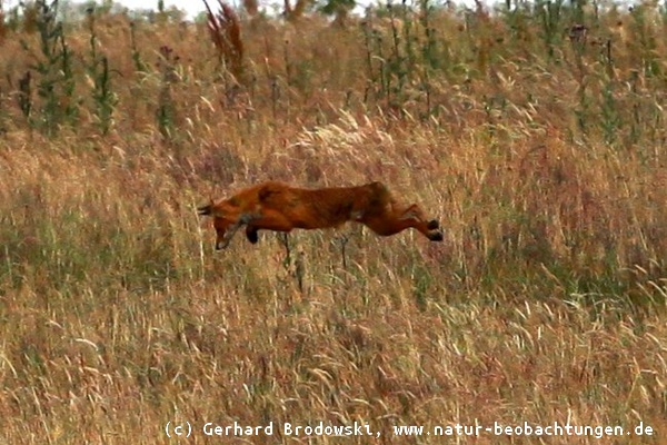 Der fliegende Fuchs