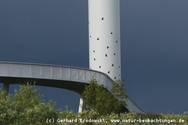 Todesfälle für Vögel - Windrad in Hamburg mit Vogelbemalung