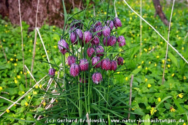 Schachbrettblume im NSG Heuckenlock in Hamburg