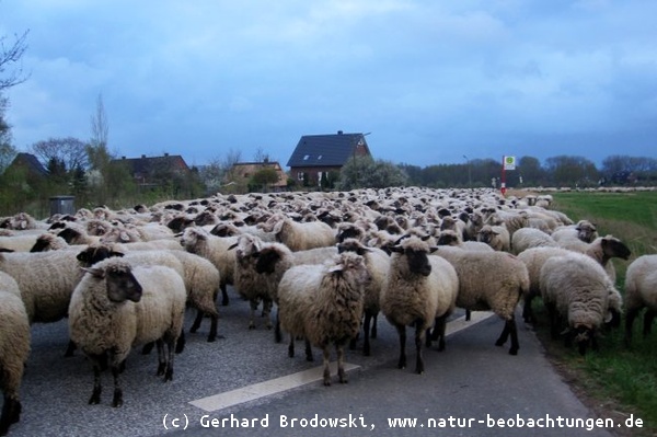 Schafe kommen auf der Elbinsel Wilhelmsburg an