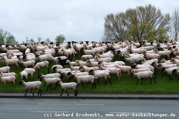 Schafe auf der Elbinsel Wilhelmsburg im neuen Look