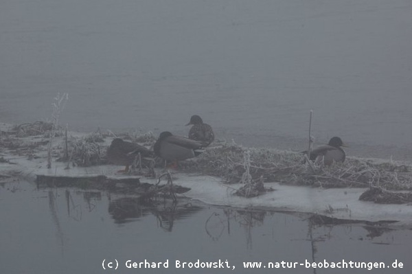 Stockenten - Vogelbeobachtungen im Winter