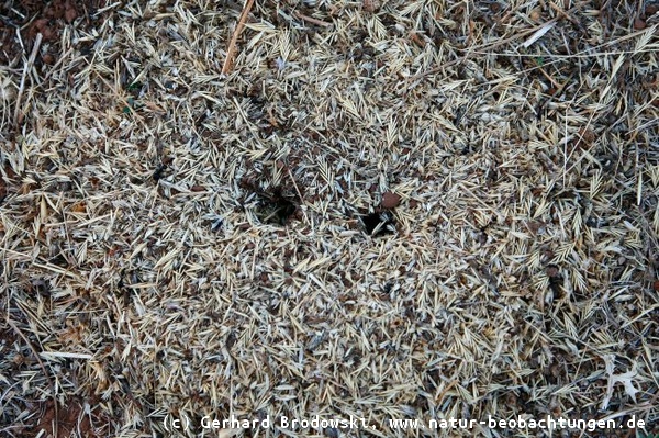 Ameisen legen sich ein Vorratslager an