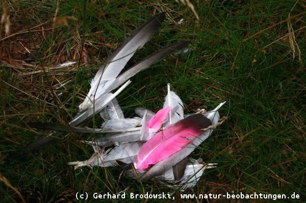 Taubenzüchter markiert die Federn von Brieftauben