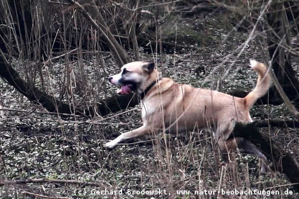 Hund hetzt durchs Unterholz während der Brutzeit und Setzzeit