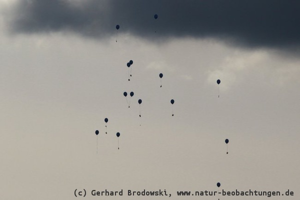 Und wieder wird die Umwelt mit Luftballons belastet