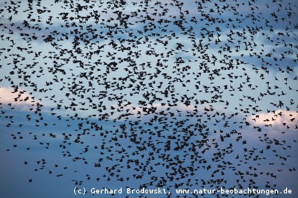 Tausende Stare versammeln sich jeden Abend und fliegen zu ihren Schlafplätzen