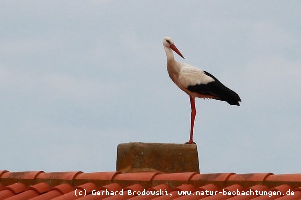 War der Klapperstorch da?