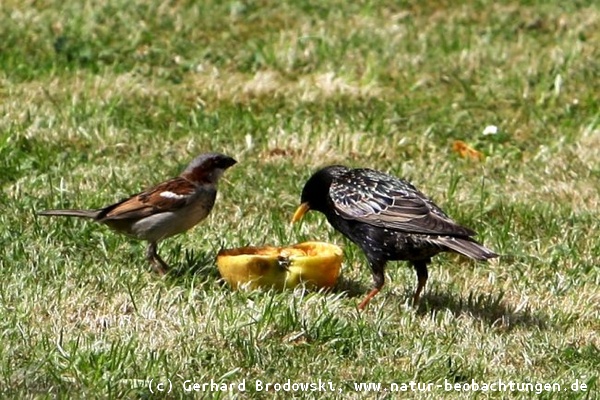 Spatz und Star: Äpfel - Nahrung für die Vögel