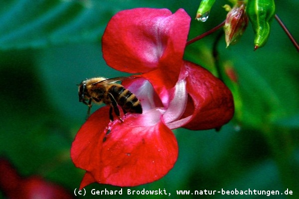 Bienen vom Aussterben bedroht