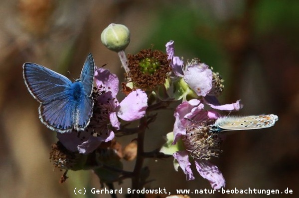 Durch Pflanzenschutzmittel sterben Schmetterlinge aus