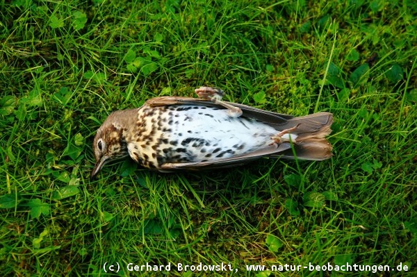 Vogelgrippe/Vogelpest - Sterben auch unsere Singvögel?