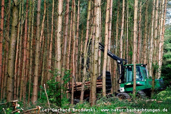 Holzeinschlag - Zerstörungen von Lebensräumen