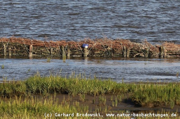 Müll im Wattenmeer - Verschmutzung durch die Arbeiter vom Küstenschutz