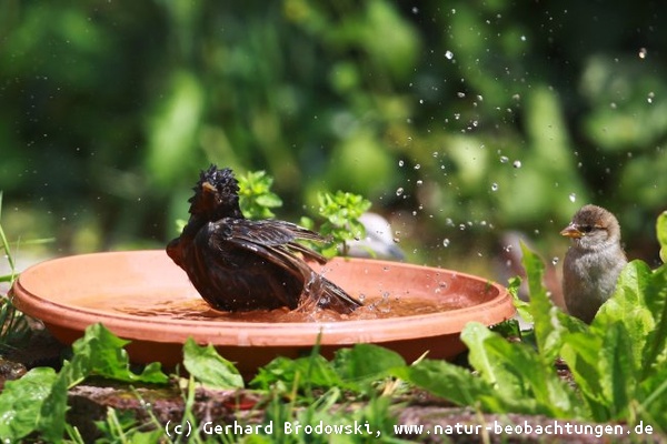 An der Vogeltränke ist immer was los