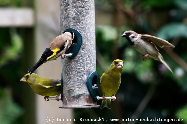Futterspender sind bei Vögeln sehr beliebt