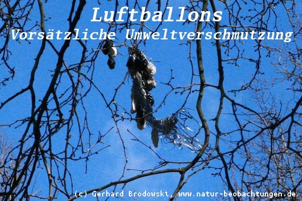 Überall hängen alte Luftballons in den Bäumen