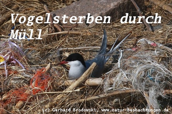 Vogelsterben durch Müll im Nest