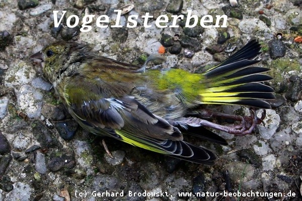 Bild zum Vogelsterben in Deutschland 