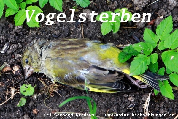 Bild zum Vogelsterben in Deutschland 