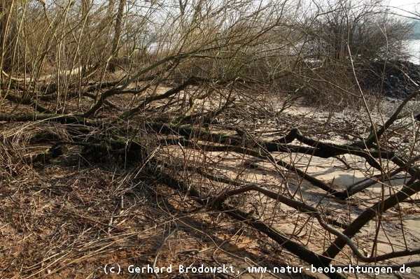 Zerstörung von Natur im NSG Heuckenlock während der Balz der Seeadler