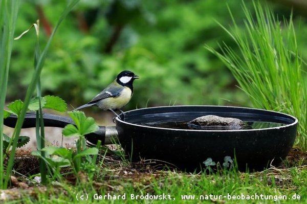 Vögel brauchen Wasser - Stellt Vogeltränken auf 