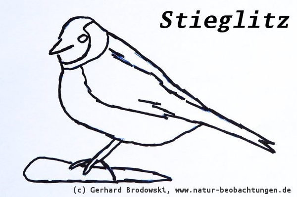 Vogelsterben - So sah der Stieglitzl aus